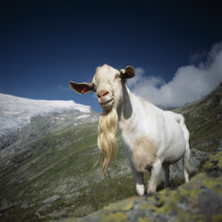 Eine Ziege auf einem Berghang - FSIF02582