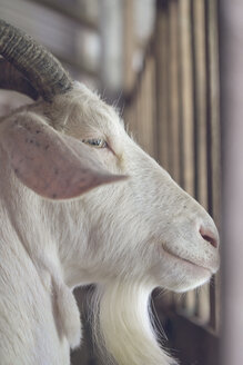 Porträt eines weißen Ziegenbocks im Stall - AFVF00127