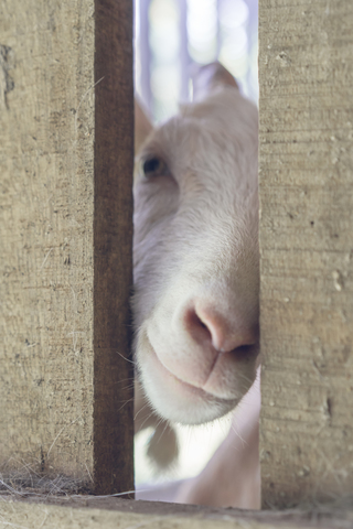Portrait of white goat in stable stock photo