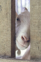 Portrait of white goat in stable - AFVF00128