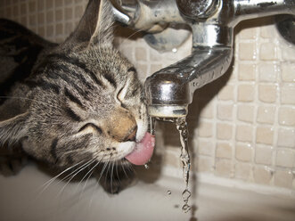 Cat drinking water from faucet - FSIF02683