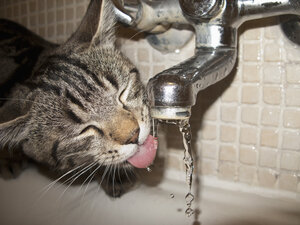 Katze trinkt Wasser aus dem Wasserhahn - FSIF02683