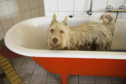 Ein portugiesischer Wasserhund in einer Badewanne mit aufgerichteten Ohren - FSIF02710