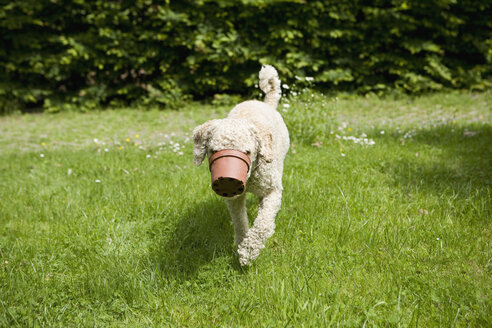 A dog walking with a flower pot stuck on his snout - FSIF02715