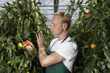Ein Mann hält eine reife Tomate, die an einer Rebe wächst - FSIF02756