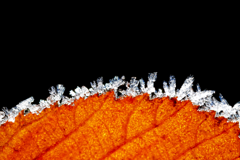 Raureif am Rand eines Herbstblattes vor schwarzem Hintergrund, lizenzfreies Stockfoto