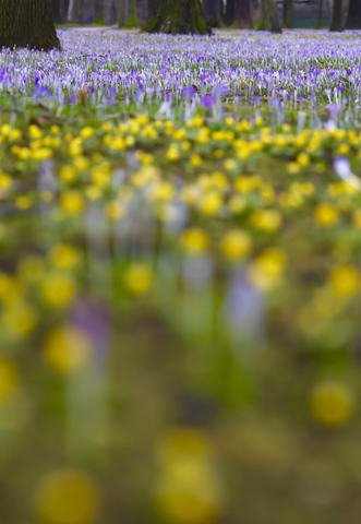 Deutschland, Krokusse, Krokus, und Winterlinge, Eranthis hyemalis, lizenzfreies Stockfoto