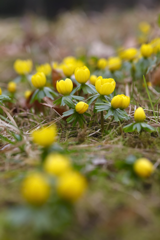 Winter-Aconites, Eranthis hyemalis, lizenzfreies Stockfoto