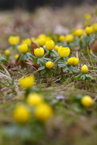 Winter-Aconites, Eranthis hyemalis - JTF00919