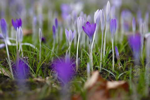 Crocuses, Crocus stock photo