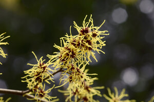 Blühender Hexenhasel, Hamamelis - JTF00922