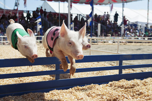 Schweinerennen auf dem Jahrmarkt - FSIF02837