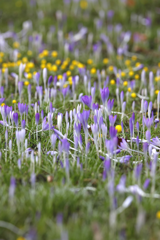 Krokus und Echter Eisenhut, lizenzfreies Stockfoto