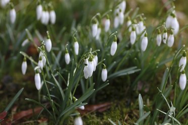 Schneeglöckchen, Galanthus - JTF00924