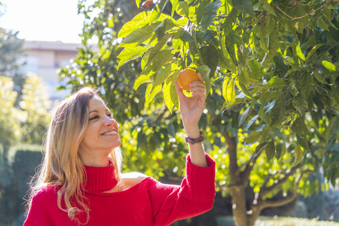 Lächelnde junge Frau pflückt Mandarinen von einem Baum in einem Garten - AFVF00192