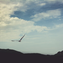 Flying seagull - DWIF00900