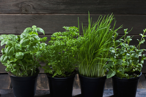 Four flowerpots with various herbs stock photo