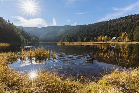 Germany, Bavaria, Lower Bavaria, Bavarian Forest, Kleiner Arbersee with floating islands stock photo