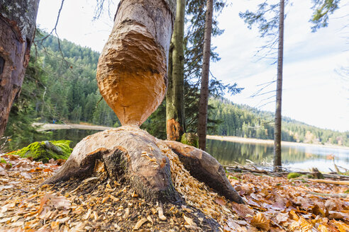 Deutschland, Bayern, Niederbayern, Bayerischer Wald, Biberbiss-Spuren am Baum - FOF09824