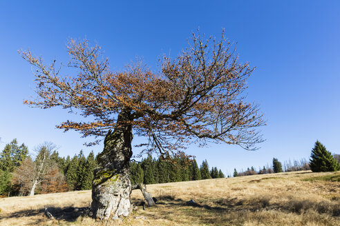 Deutschland, Bayern, Niederbayern, Nationalpark Bayerischer Wald, Hochschachten, sehr alte Buche - FOF09829