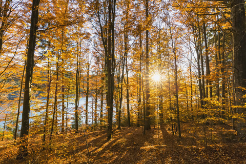 Germany, Bavaria, Lower Bavaria, Bavarian Forest National Park, deciduous forest at drinking water reservoir Frauenau at sunset stock photo