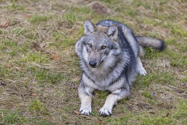 Deutschland, Nationalpark Bayerischer Wald, Tier-Freigelände Ludwigsthal, Europäischer Wolf, Canis lupus - FOF09837