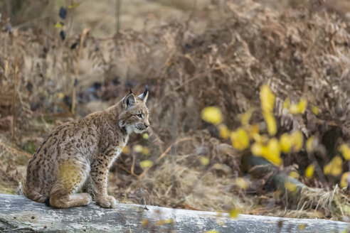 Deutschland, Nationalpark Bayerischer Wald, Tierfreigelände Ludwigsthal, Luchs , Luchs lynx - FOF09838