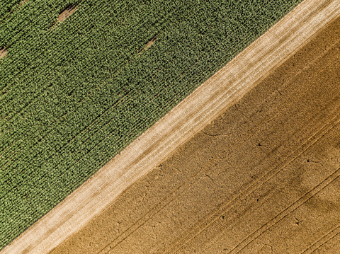 Serbien, Vojvodina, landwirtschaftliche Felder, Luftaufnahme zur Sommerzeit, lizenzfreies Stockfoto