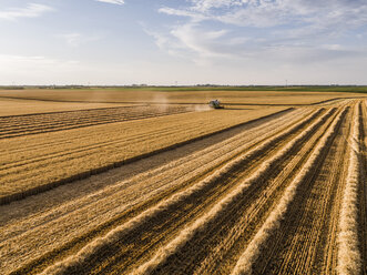 Serbia, Vojvodina. Combine harvester on a field of wheat, aerial view - NOF00015