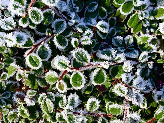 Hoarfrost, ice covered leaves - JTF00926