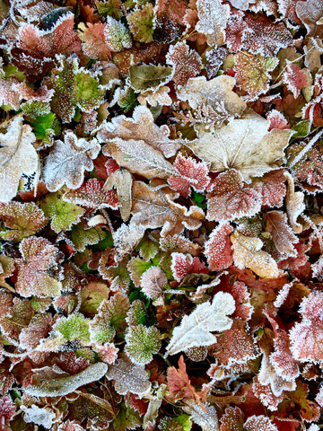 Hoarfrost, ice covered leaves stock photo
