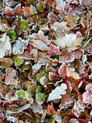 Hoarfrost, ice covered leaves - JTF00927