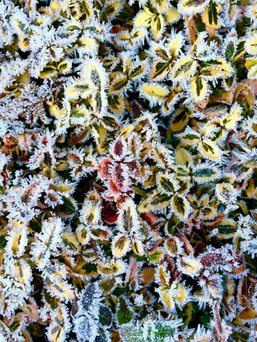Raureif, eisbedeckte Blätter, lizenzfreies Stockfoto