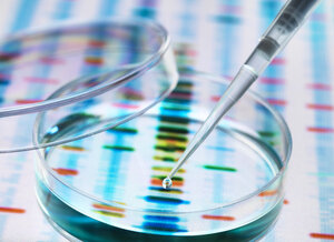 DNA-Probe, die in eine Petrischale pipettiert wird, über genetische Ergebnisse - ABRF00111