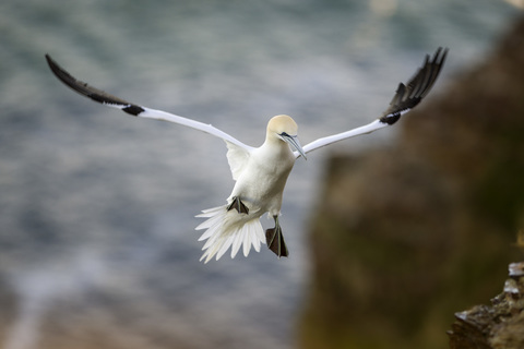 UK, Schottland, fliegender Basstölpel, lizenzfreies Stockfoto