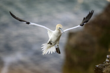 UK, Schottland, fliegender Basstölpel - MJOF01473