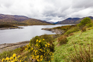 Vereinigtes Königreich, Schottland, Kintail, Loch Cluanie, See, Ginster, Genista - WDF04453