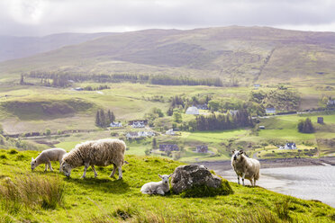 United Kingdom, Scotland, Isle of Skye, Loch Snizort, sheep - WDF04462