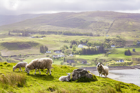 Vereinigtes Königreich, Schottland, Isle of Skye, Loch Snizort, Schafe - WDF04462