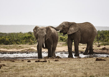 South Africa, Eastern, Cape, Addo Elephant National Park, african elephants, Loxodonta Africana - CVF00164