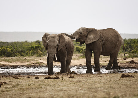 Südafrika, Ostkap, Addo Elephant National Park, Afrikanische Elefanten, Loxodonta Africana - CVF00164