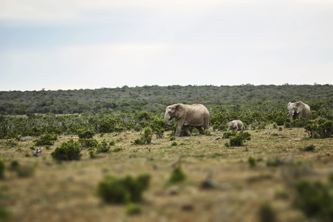 Südafrika, Ostkap, Addo Elephant National Park, Afrikanische Elefanten, Loxodonta Africana, lizenzfreies Stockfoto