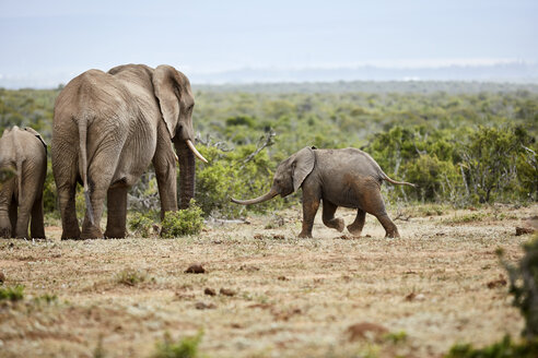 Südafrika, Ostkap, Addo Elephant National Park, Afrikanische Elefanten, Loxodonta Africana - CVF00166