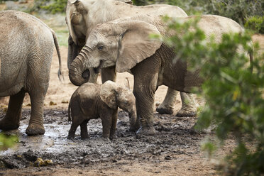 South Africa, Eastern, Cape, Addo Elephant National Park, african elephants, Loxodonta Africana - CVF00167