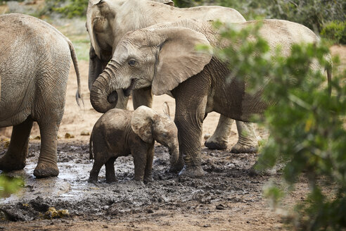 Südafrika, Ostkap, Addo Elephant National Park, Afrikanische Elefanten, Loxodonta Africana - CVF00167