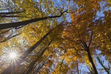 Deutschland, Bayern, München, Laubbäume im Herbst - FOF09867