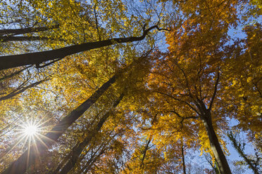 Germany, Bavaria, Munich, Deciduous trees in autumn - FOF09867