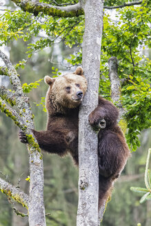 Deutschland, Nationalpark Bayerischer Wald, Tierfreigelände Neuschönau, Braunbär, Ursus arctos, Klettern - FOF09869