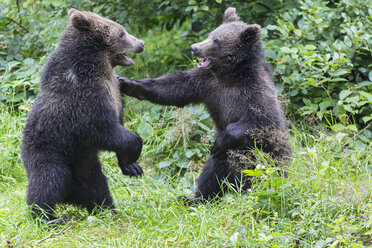 Germany, Bavarian Forest National Park, animal Open-air site Neuschoenau, brown bear, Ursus arctos, young animals playing - FOF09871