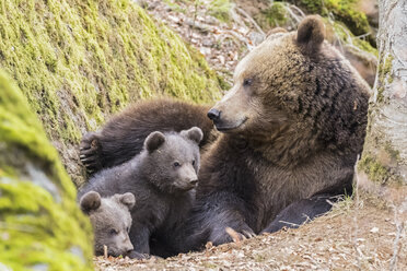 Germany, Bavarian Forest National Park, animal Open-air site Neuschoenau, brown bear, Ursus arctos, mother animal with young animals - FOF09874